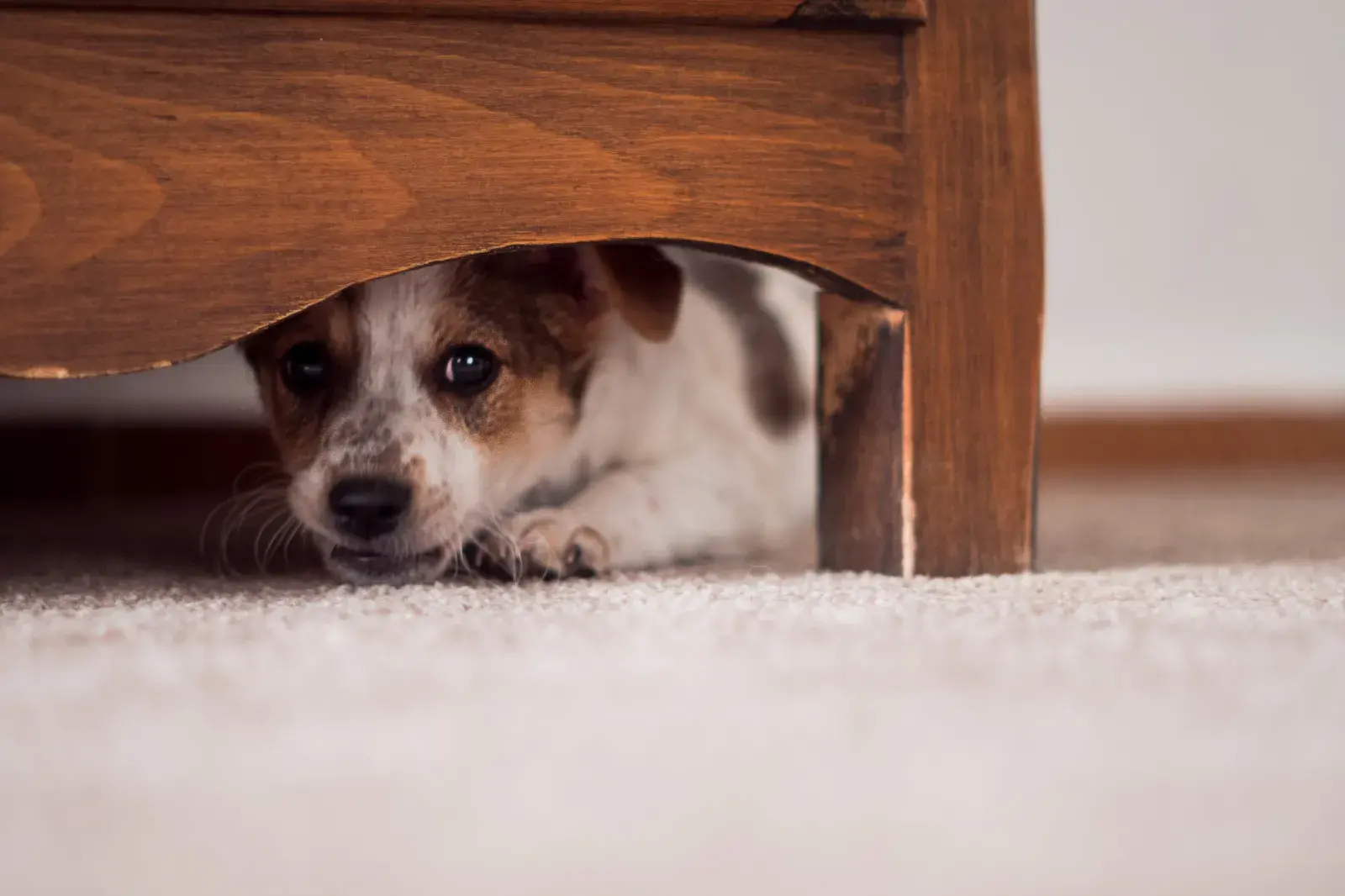 Dog hiding