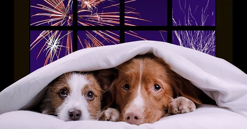 Firework-Dogs