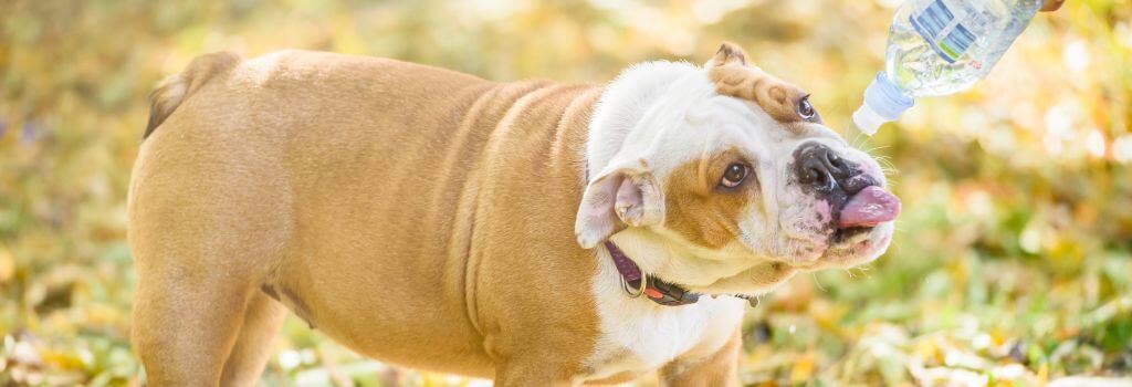 Brachycephalic Dog Too Hot Brachycephalic Dog Too Hot