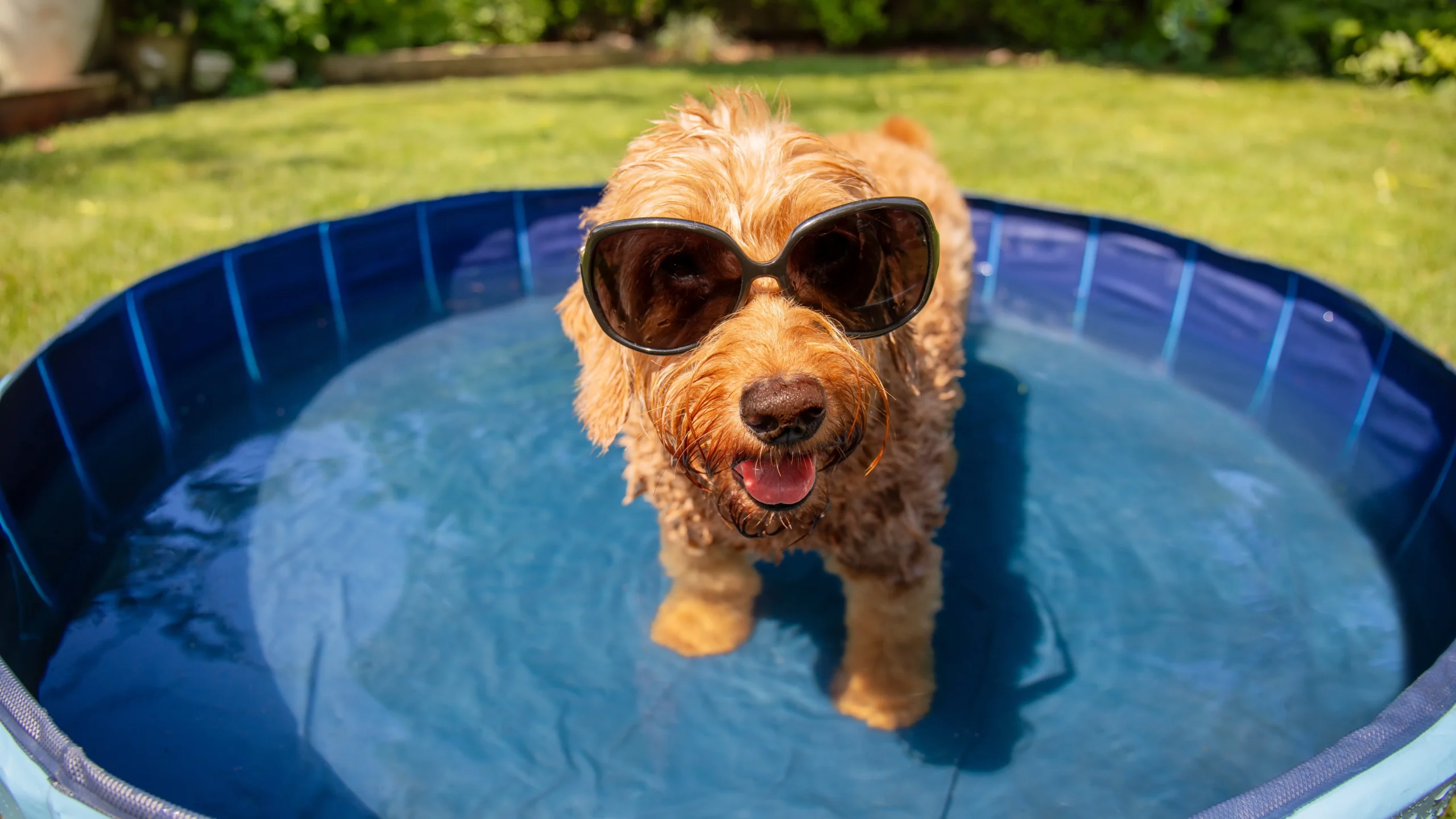 Dog wearing sunglasses in a paddling pool